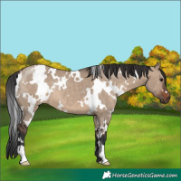 Horse Color:White Spotted Brown Dun 