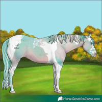Horse Color:Watercolor Brown Dun Splash Tobiano Appaloosa 