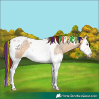 Horse Color:Painted Buckskin Ice Roan Splash Tobiano 