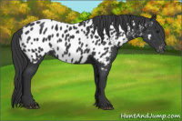 Horse Color:Black Appaloosa 
