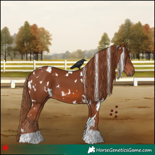 Horse Color:White Spotted Chestnut 