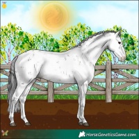 Horse Color:Brown Sabino