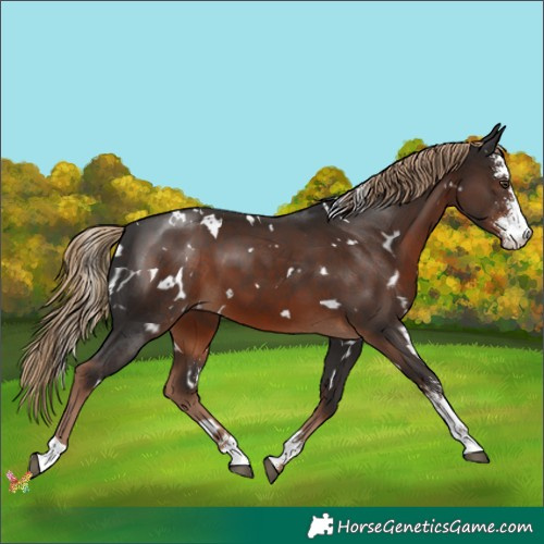 Horse Color:White Spotted Liver Chestnut Sabino 