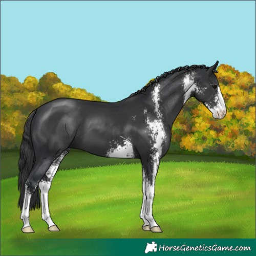 Horse Color:Black Sabino