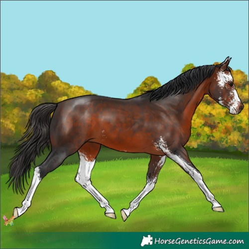 Horse Color:Bay Sabino 