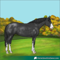 Horse Color:Black Sabino 