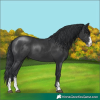 Horse Color:Black Sabino