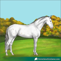 Horse Color:Bay Sabino 