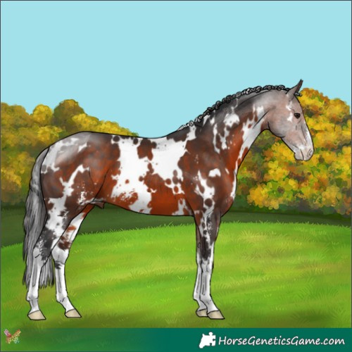 Horse Color:White Spotted Brown Sabino 