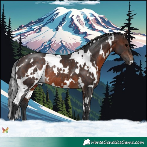 Horse Color:White Spotted Brown Rabicano 