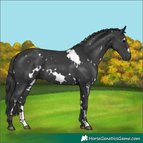 Horse Color:White Spotted Black 