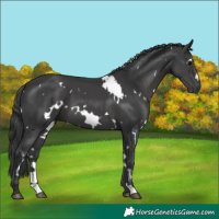 Horse Color:White Spotted Black 