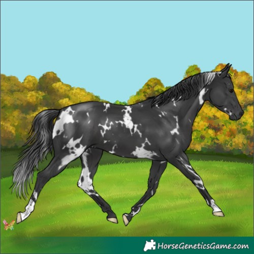 Horse Color:White Spotted Black 