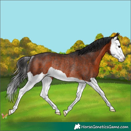 Horse Color:Brown Splash Rabicano 