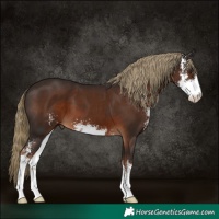 Horse Color:Liver Chestnut Sabino