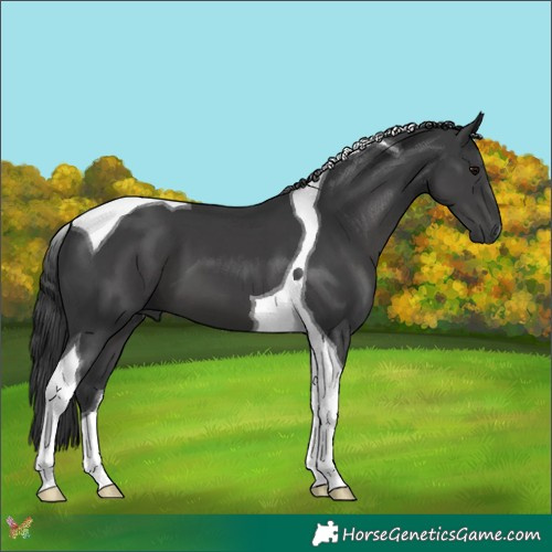 Horse Color:Black Tobiano 