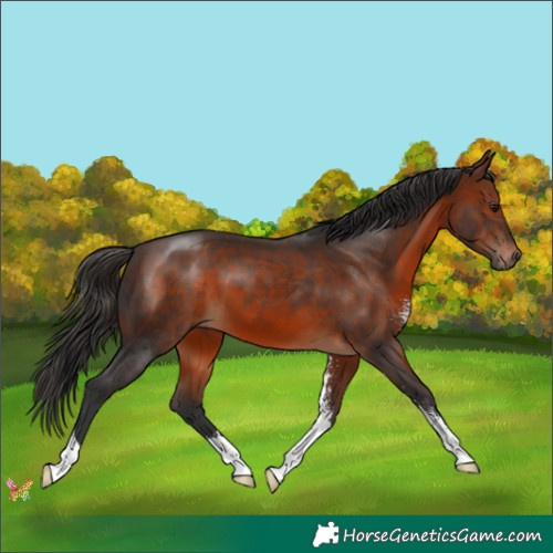 Horse Color:Brown Sabino 