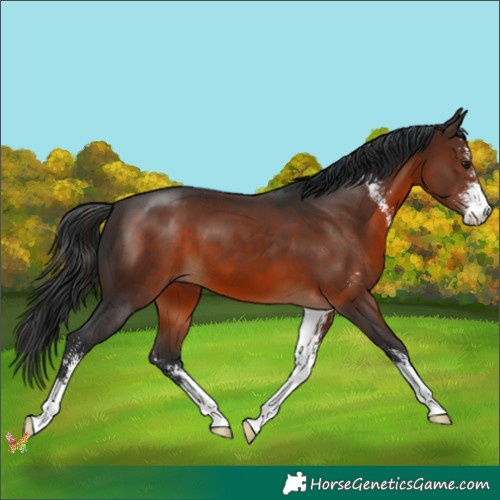 Horse Color:Brown Sabino 