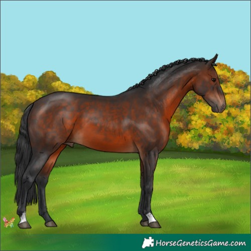 Horse Color:Brown 