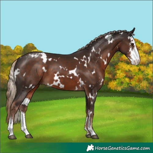 Horse Color:White Spotted Liver Chestnut Sabino