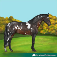 Horse Color:White Spotted Brown 