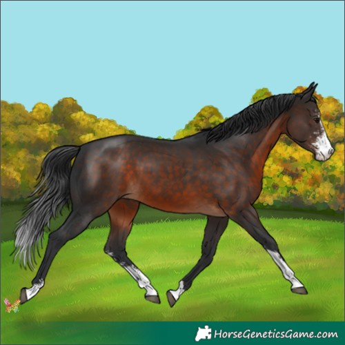 Horse Color:Brown Sabino 