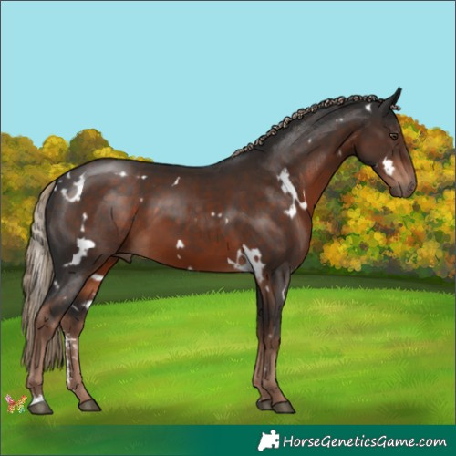 Horse Color:White Spotted Liver Chestnut Sabino 