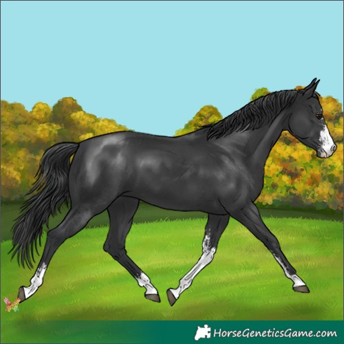 Horse Color:Black Sabino 
