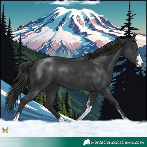 Horse Color:Black Sabino 