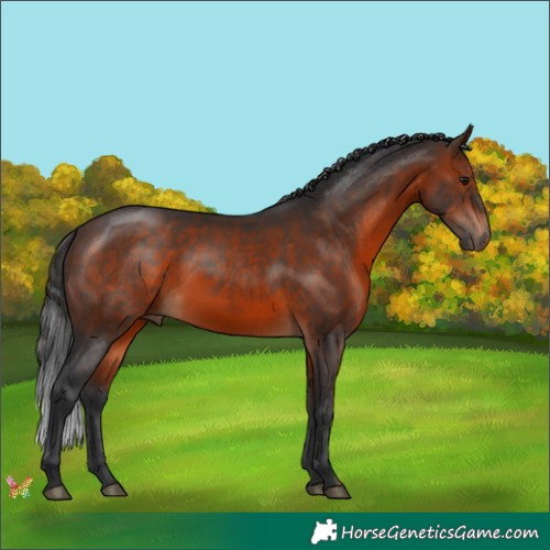 Horse Color:Brown 