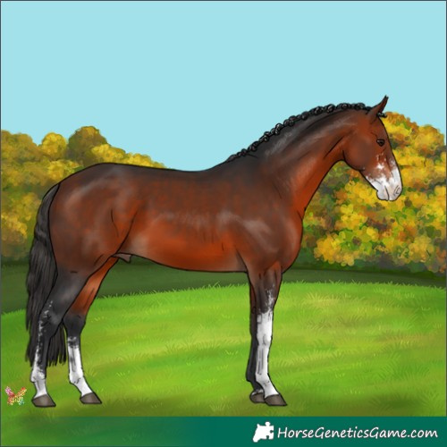 Horse Color:Brown Sabino 