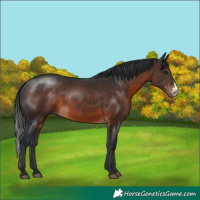 Horse Color:Brown Sabino