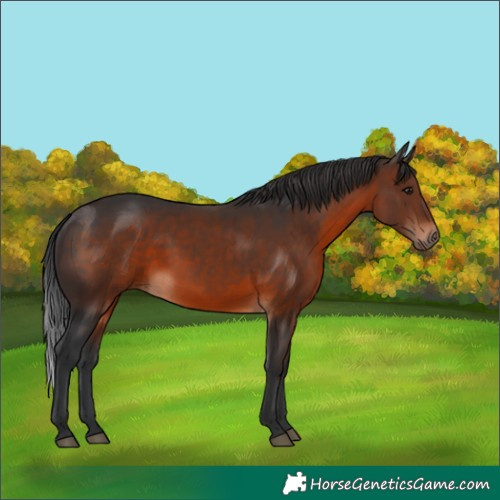 Horse Color:Brown 