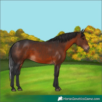 Horse Color:Brown 