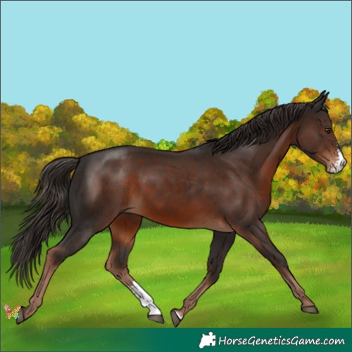 Horse Color:Liver Chestnut Sabino 