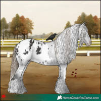 Horse Color:White Spotted Smoky Black Blanket 