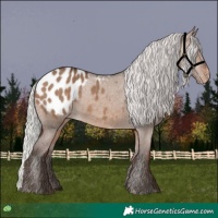 Horse Color:Silver Brown Dun Appaloosa 