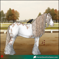 Horse Color:Red Dun Sabino Frame Appaloosa