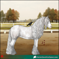 Horse Color:White Spotted Silver Blue Roan Splash Appaloosa 