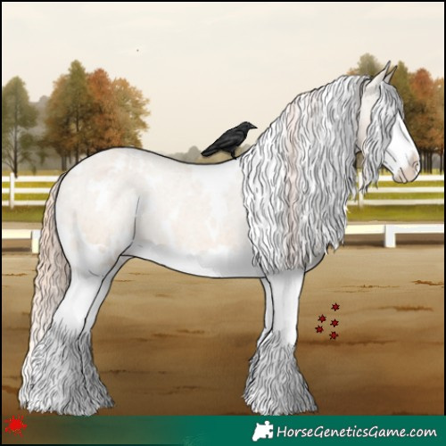 Horse Color:White Spotted Red Dun Splash Appaloosa Rabicano 