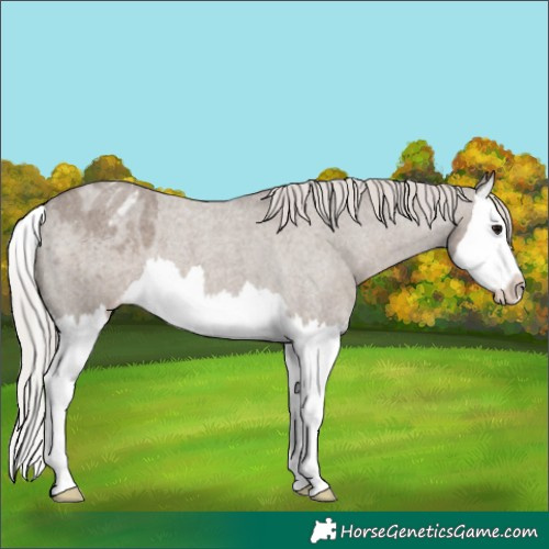 Horse Color:Silver Grullo Roan Splash Blanket