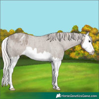 Horse Color:Silver Grullo Roan Splash Blanket 
