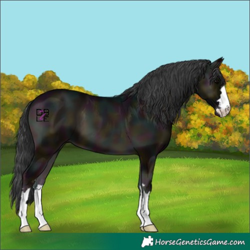 Horse Color:Midnight Blue Onyx 