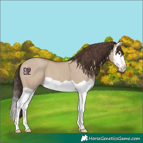 Horse Color:Classic Champagne Dun Splash 