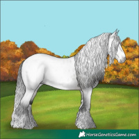 Horse Color:Gray Bay Roan Sabino Splash Frame Appaloosa 