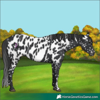 Horse Color:Black Sabino Near Leopard 
