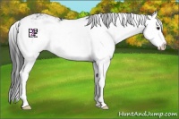 Horse Color:Black Sabino Splash