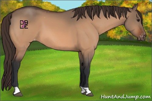 Horse Color:Brown Dun Appaloosa