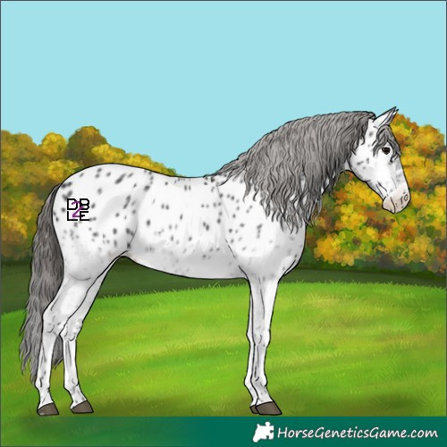 Horse Color:White Spotted Black Appaloosa