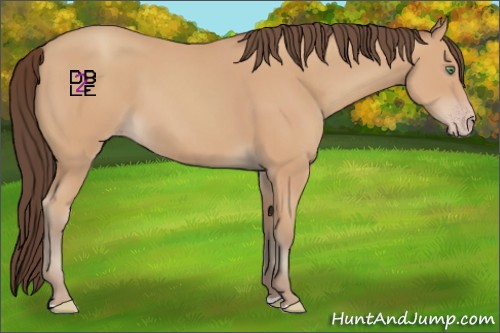 Horse Color:Amber Champagne 